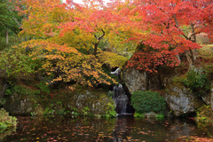 箱根美術館庭園の紅葉