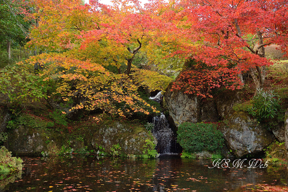 箱根美術館庭園の紅葉