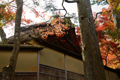 箱根美術館庭園の紅葉