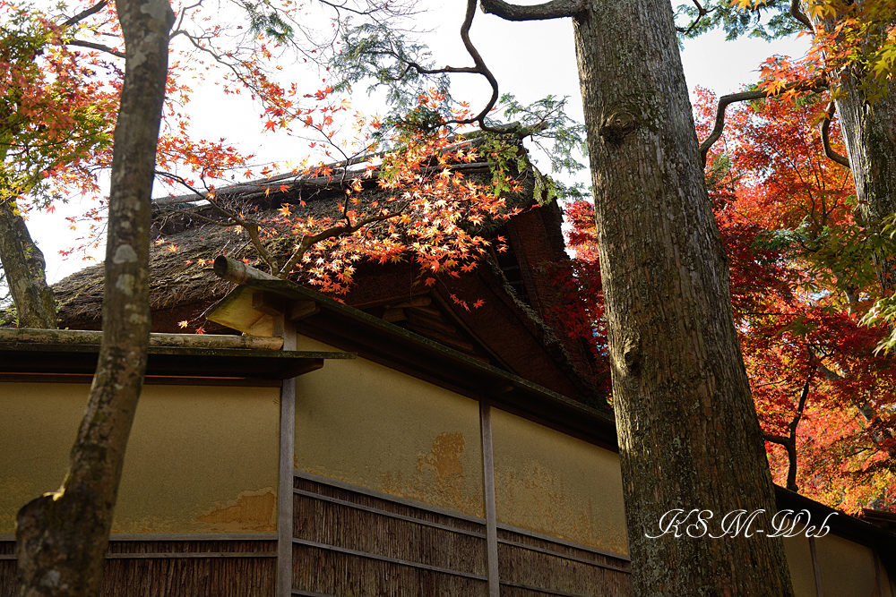 箱根美術館庭園の紅葉