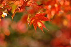 箱根美術館モミジの紅葉