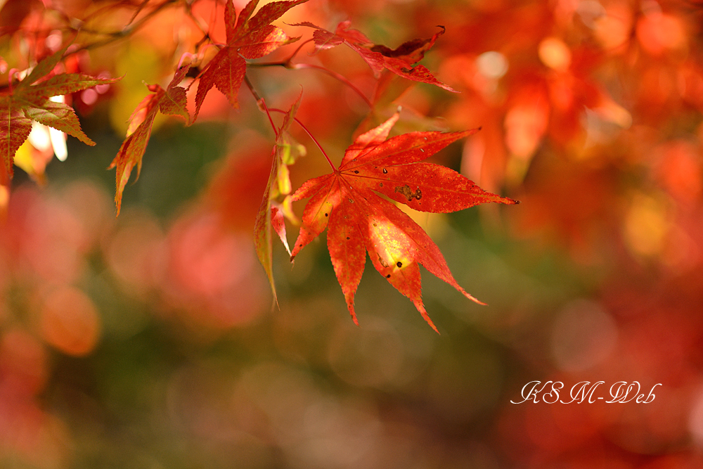 箱根美術館モミジの紅葉