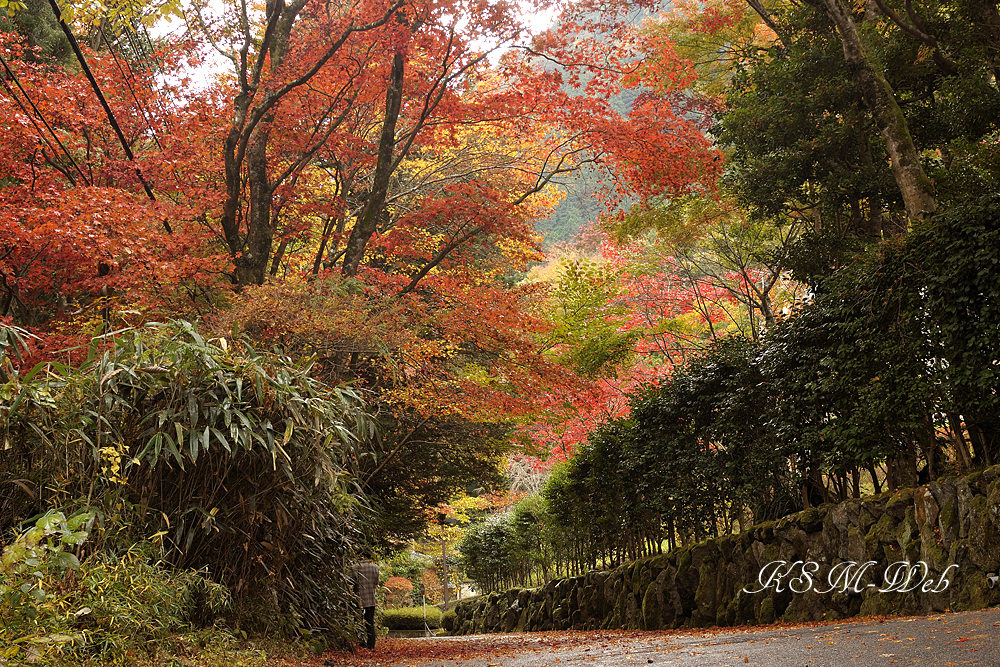 蓬莱園の紅葉