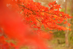 箱根ビジターセンター付近の紅葉