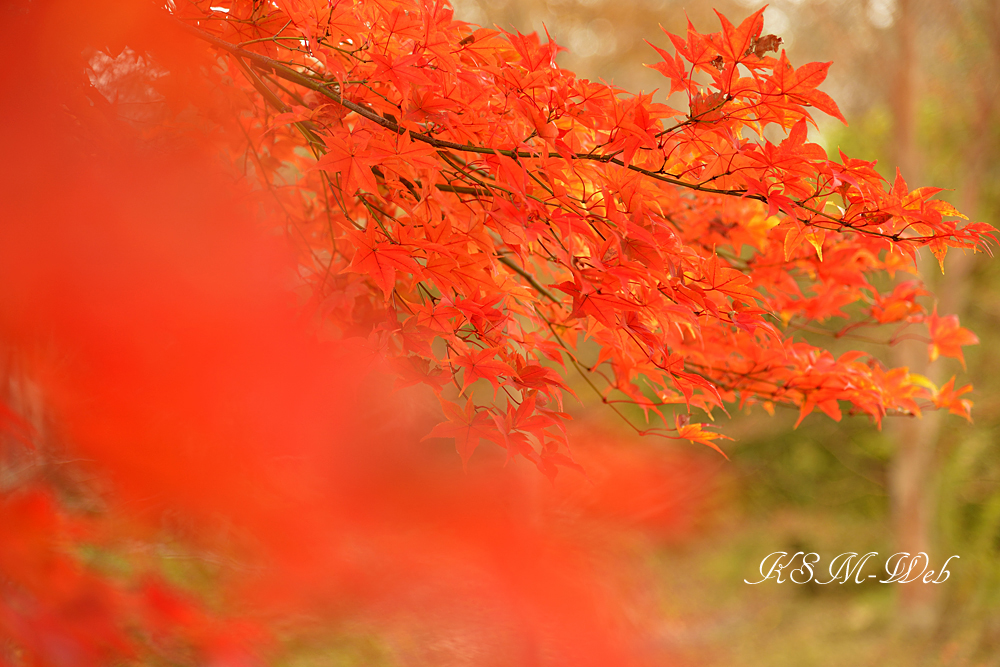 箱根ビジターセンター付近の紅葉