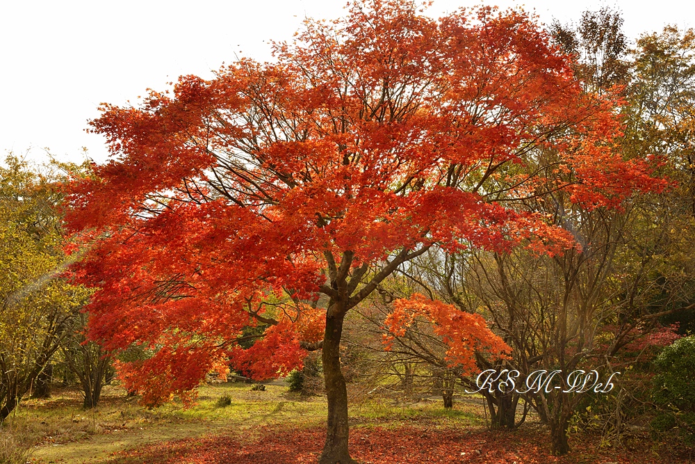 箱根ビジターセンター付近の紅葉