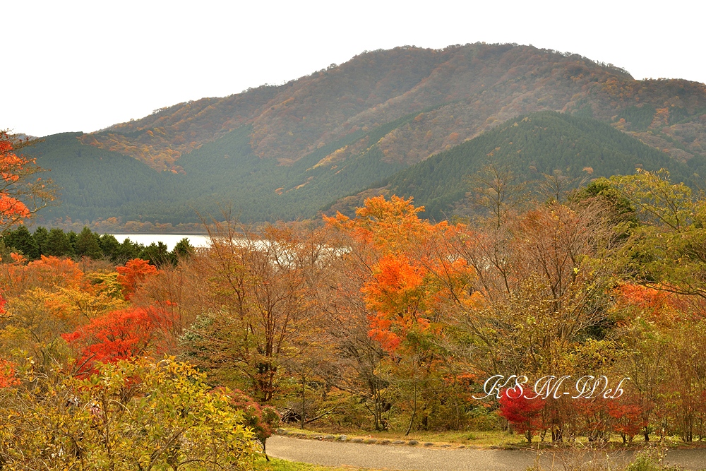 箱根ビジターセンター付近の紅葉