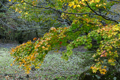 箱根ビジターセンター付近の紅葉