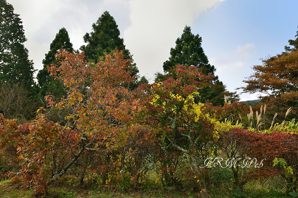 箱根やすらぎの森の紅葉