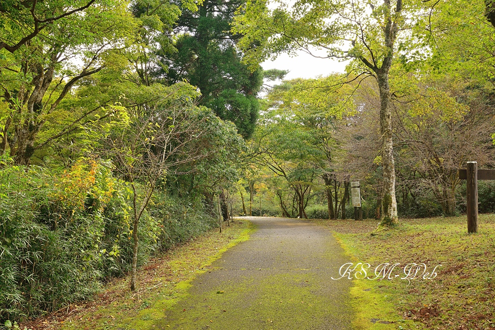 箱根やすらぎの森の紅葉