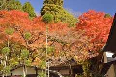 箱根仙石原長安寺の紅葉