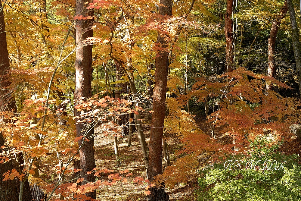 虹の郷の紅葉