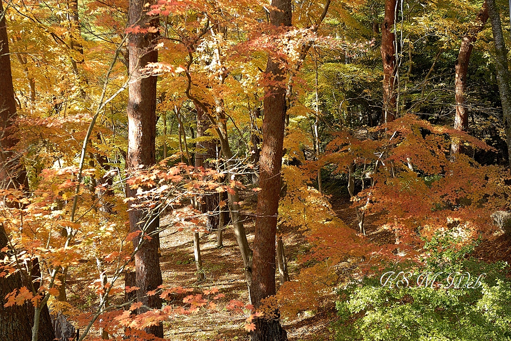 虹の郷の紅葉