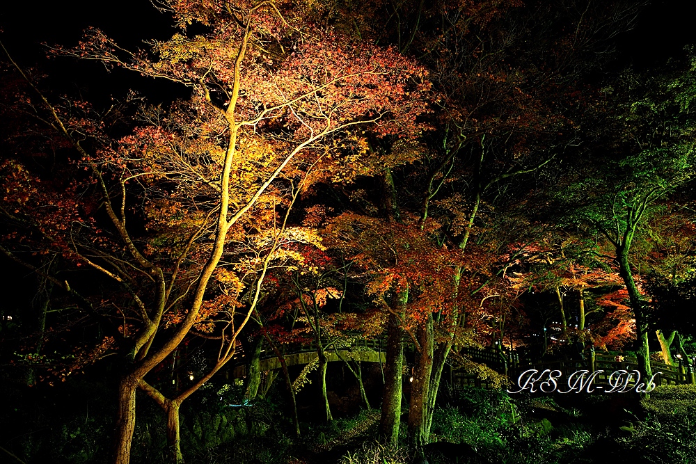 熱海梅園の紅葉（ライトアップ）