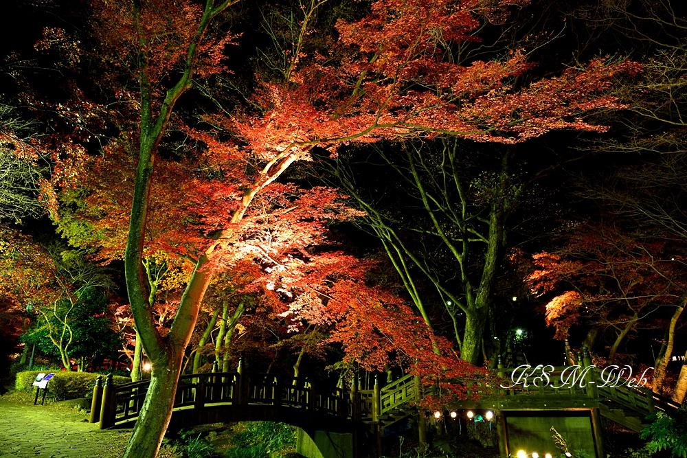 熱海梅園の紅葉（ライトアップ）