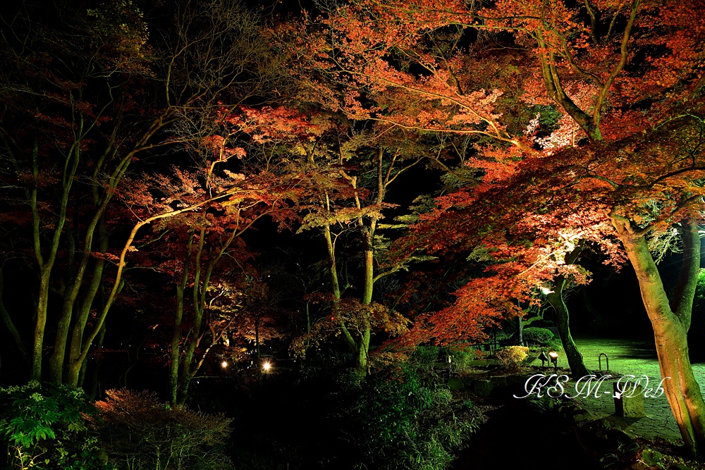 熱海梅園の紅葉（ライトアップ）