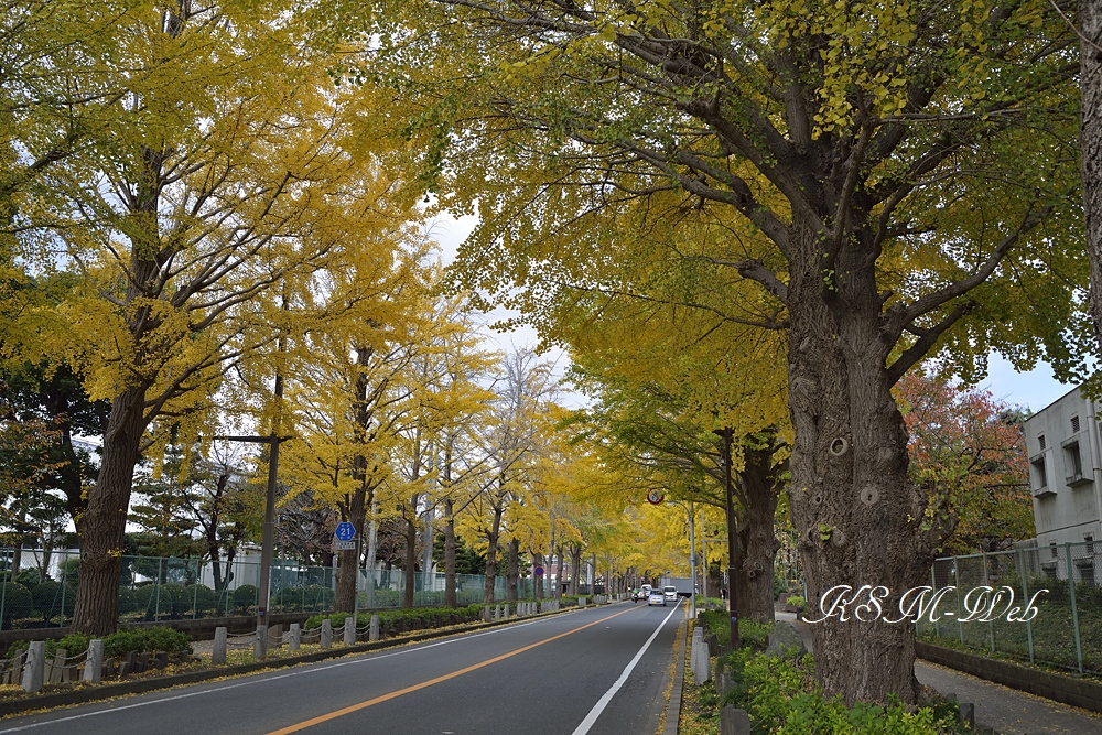 三島市日大通りの銀杏並木