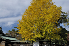 西臼塚駐車場周辺の紅葉