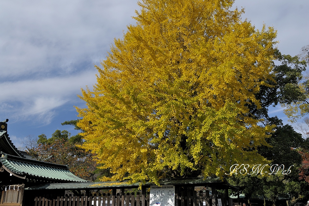 三嶋大社の銀杏紅葉