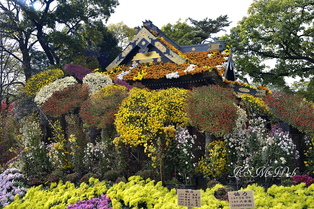 三島楽寿園の菊まつり
