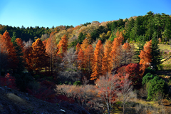 西臼塚駐車場周辺の紅葉