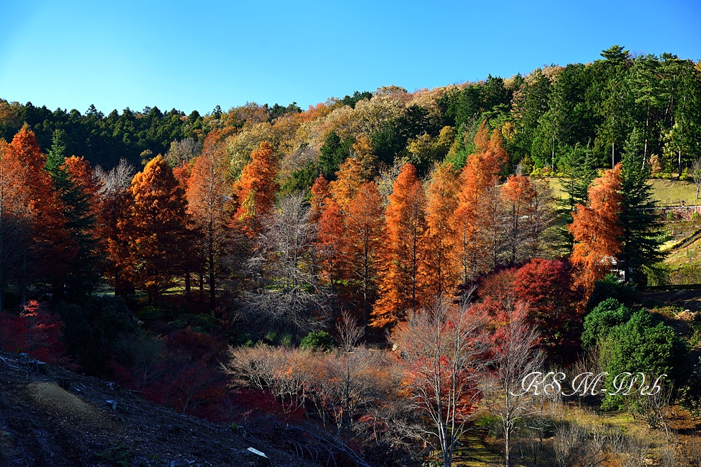 虹の郷の紅葉