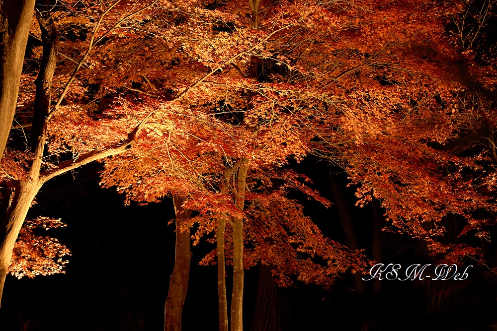 虹の郷の紅葉 ライトアップ