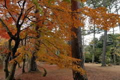 西臼塚駐車場周辺の紅葉