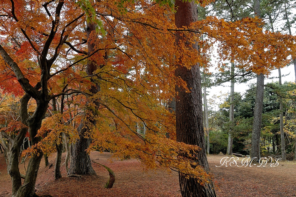 修善寺自然公園 もみじ林の紅葉