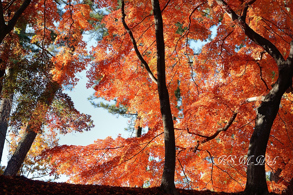 修善寺自然公園 もみじ林の紅葉