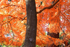 西臼塚駐車場周辺の紅葉