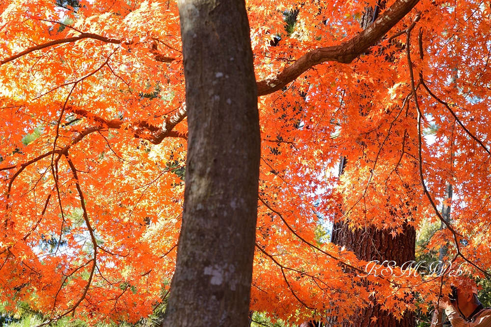 修善寺自然公園 もみじ林の紅葉