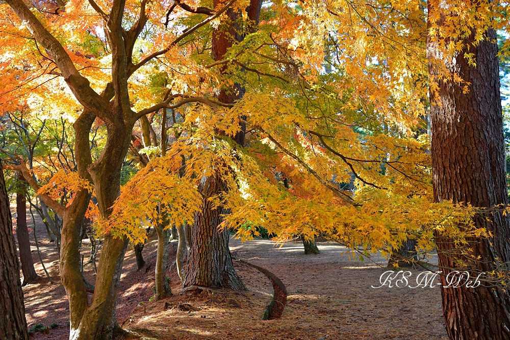 修善寺自然公園 もみじ林の紅葉