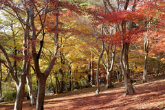 田貫湖キャンプ場の紅葉と富士山