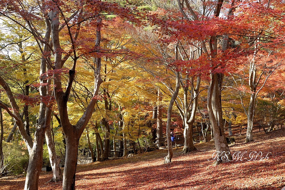 虹の郷の紅葉