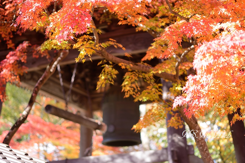 修禅寺の鐘楼堂の紅葉