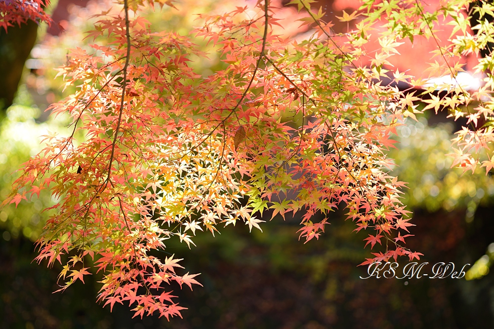 修善寺の紅葉