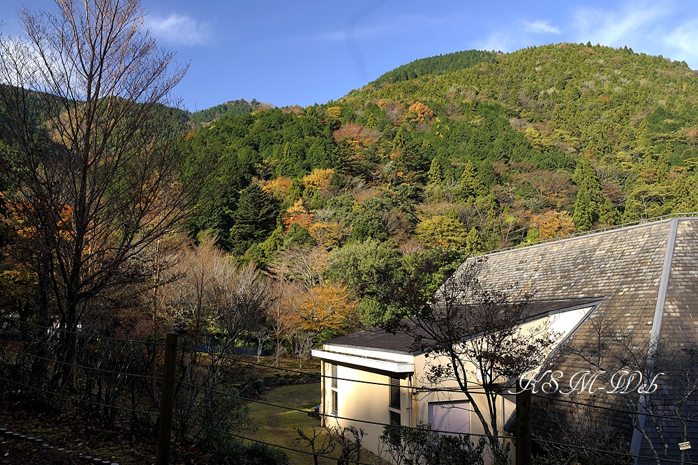 天城昭和の森会館の紅葉