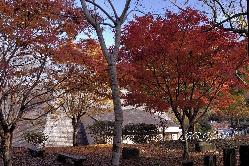 天城昭和の森会館の紅葉