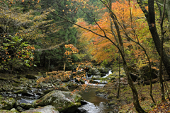 西臼塚駐車場周辺の紅葉