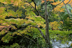 西臼塚駐車場周辺の紅葉