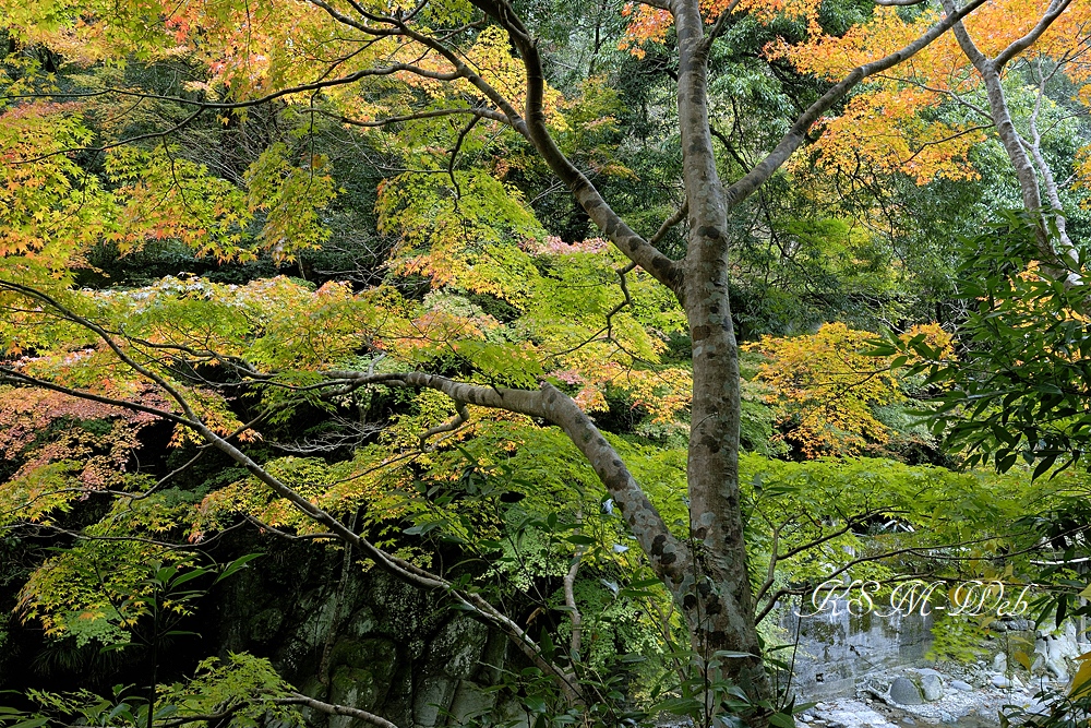 世古峡の紅葉