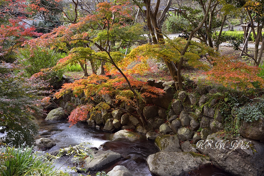 熱海梅園の紅葉