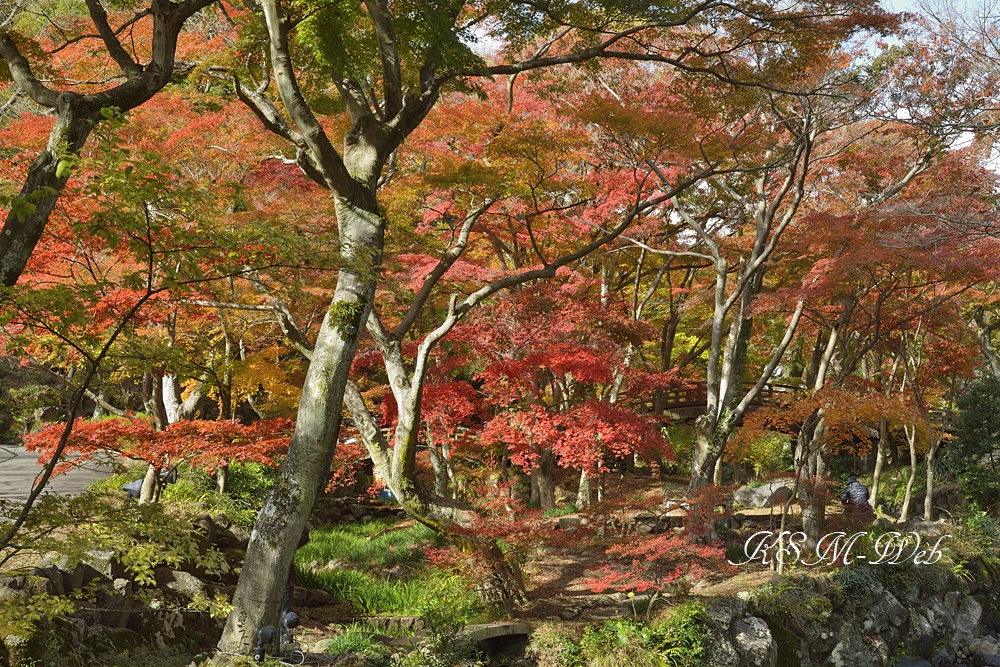 熱海梅園の紅葉