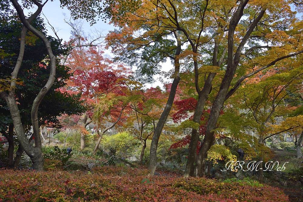 熱海梅園の紅葉