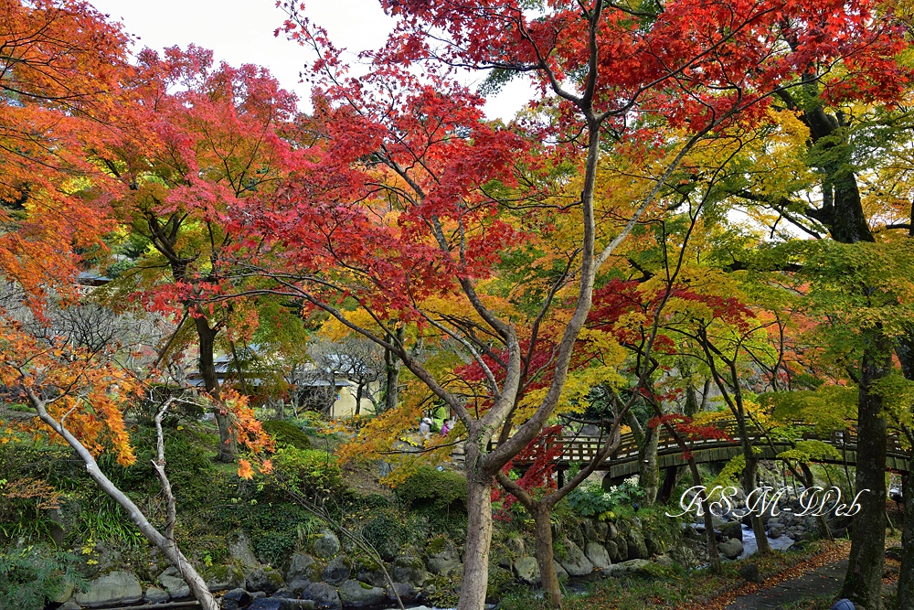 熱海梅園の紅葉