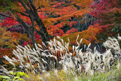 西臼塚駐車場周辺の紅葉