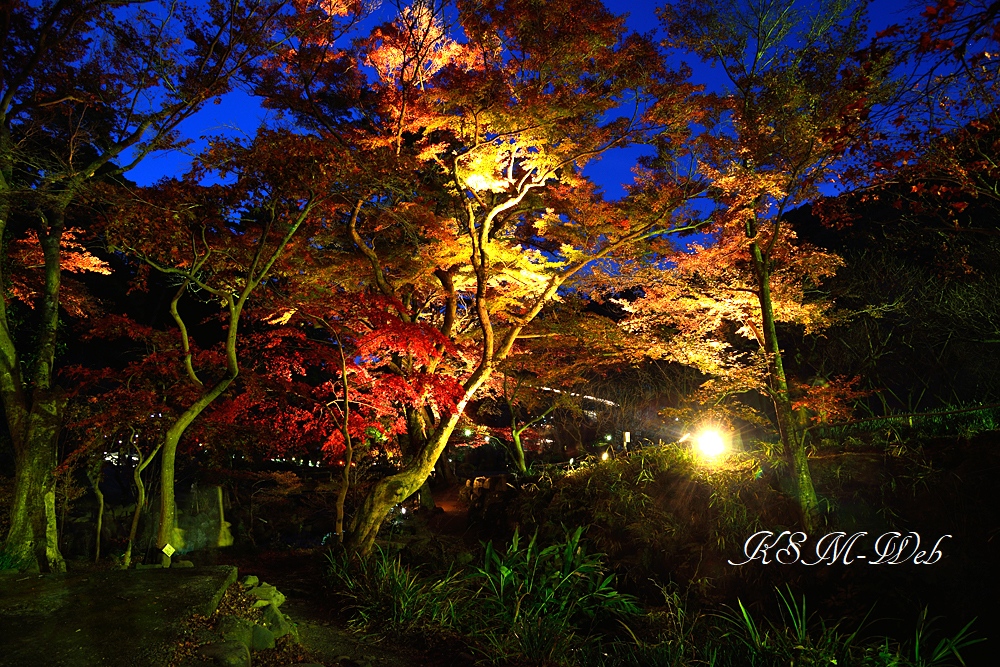 熱海梅園の紅葉（ライトアップ）