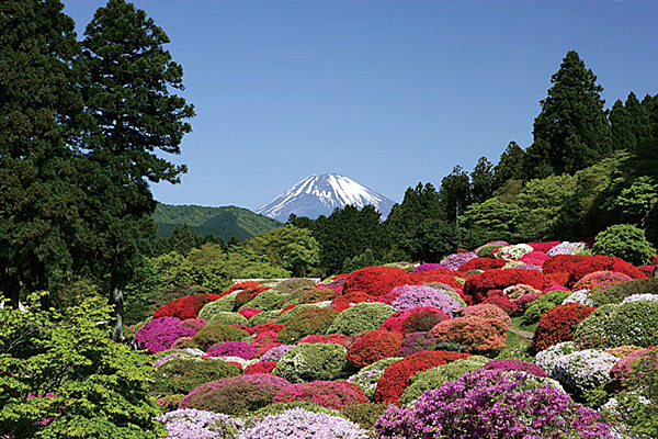 山のホテル つつじの写真