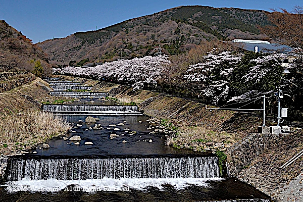 宮城野早川堤の桜の写真